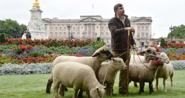 Egy nap alatt híresség lett a Buckingham-palota tövében legelő birkákból